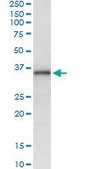 Monoclonal Anti-MSX1 antibody produced in mouse clone 1D2, purified immunoglobulin, buffered aqueous solution