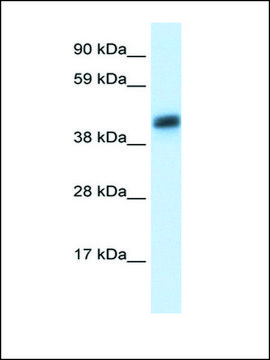 Anti-ASGR1 antibody produced in rabbit