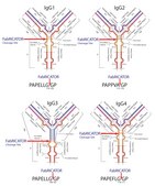 FabRICATOR® for cleaving 2 mg IgG, 2000 U/vial