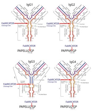 FabRICATOR&#174; for cleaving 5 mg IgG, 5000&#160;U/vial