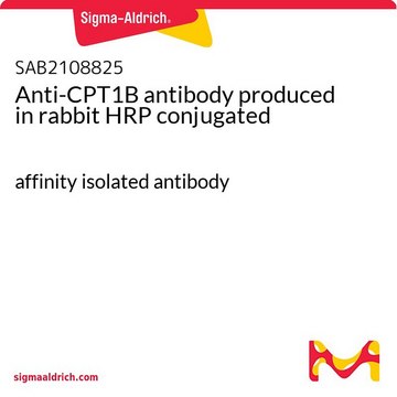 Anti-CPT1B antibody produced in rabbit HRP conjugated affinity isolated antibody