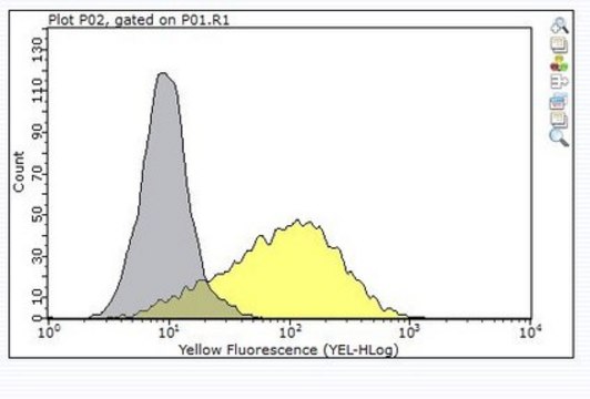 Anti-ADAM 12 Antibody, clone 8F8 clone 8F8, from mouse