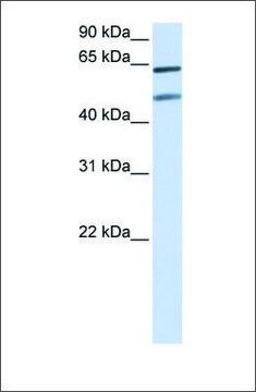 Anti-OPTN (ab2) antibody produced in rabbit affinity isolated antibody