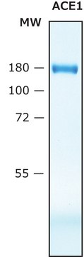 人血管紧张素转化酶 ACE recombinant, &#8805;10&#160;U/mg, expressed in HEK 293 cells