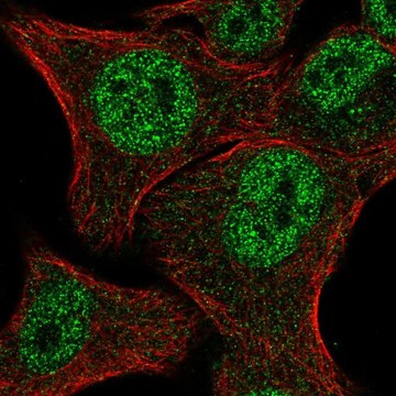 Anti-MBNL2 antibody produced in rabbit Prestige Antibodies&#174; Powered by Atlas Antibodies, affinity isolated antibody