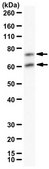 Anti-Phospho Lamin A/C (Ser22) from rabbit