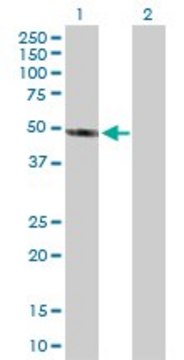 Anti-AIPL1 antibody produced in rabbit purified immunoglobulin, buffered aqueous solution