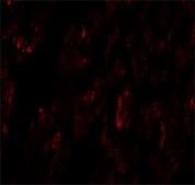 Anti-FCHO2 antibody produced in rabbit affinity isolated antibody, buffered aqueous solution