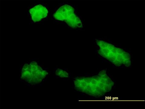 Monoclonal Anti-UBE2Q2 antibody produced in mouse clone 2H3, purified immunoglobulin, buffered aqueous solution