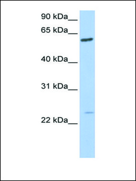 Anti-FAM3C antibody produced in rabbit affinity isolated antibody