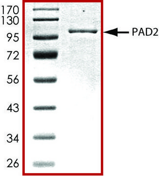 PAD2, GST tagged from mouse recombinant, expressed in baculovirus infected Sf9 cells, &#8805;70% (SDS-PAGE), buffered aqueous glycerol solution