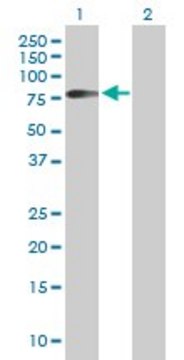 抗 HHLA2 小鼠抗 purified immunoglobulin, buffered aqueous solution