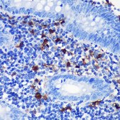 Anti-S100B antibody produced in rabbit