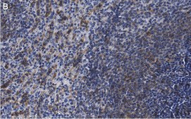 Anti-NLRC3/NOD3 Antibody, clone 2O20 ZooMAb® Rabbit Monoclonal recombinant, expressed in HEK 293 cells