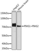 Anti-PIAS1+PIAS2 Antibody, clone 8P1D2, Rabbit Monoclonal