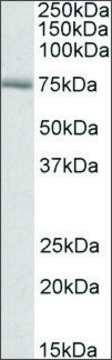 Anti-Crot (C-terminal) antibody produced in goat affinity isolated antibody, buffered aqueous solution