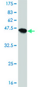 Monoclonal Anti-PPP1R14A antibody produced in mouse clone 3A7, purified immunoglobulin, buffered aqueous solution