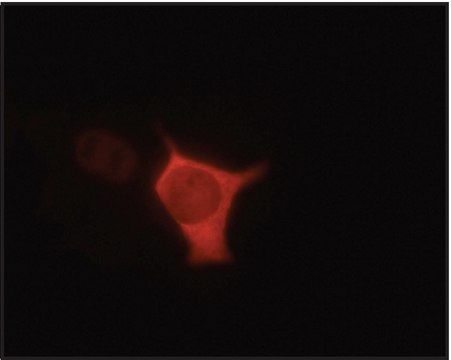 Anti-V5-Cy3&#8482; antibody, Mouse monoclonal purified immunoglobulin, ~1&#160;mg/mL, clone V5-10