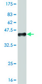 ANTI-MEF2A antibody produced in mouse clone 1F8, purified immunoglobulin, buffered aqueous solution