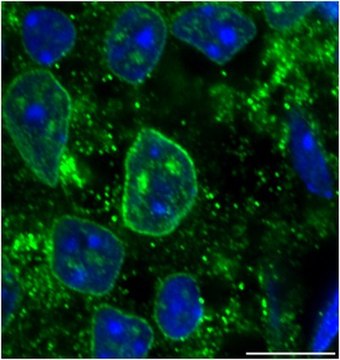 Anti-RanBP2 Antibody from rabbit, purified by affinity chromatography