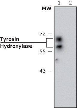 单克隆抗酪氨酸羟化酶 小鼠抗 clone TH-2, ascites fluid