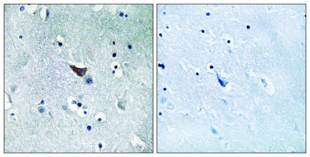 Anti-GLUR1 antibody produced in rabbit affinity isolated antibody