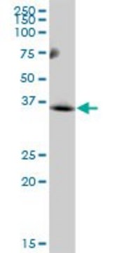 Anti-MCART1 antibody produced in mouse IgG fraction of antiserum, buffered aqueous solution