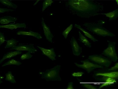 Monoclonal Anti-NMNAT2 antibody produced in mouse clone 2G8, purified immunoglobulin, buffered aqueous solution