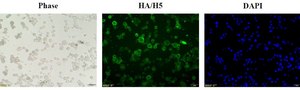 Anti-Hemagglutinin Antibody, Influenza A virus H5N8 Antibody, clone 7H6C