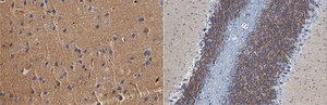 Anti-DPP6 Antibody, clone 7G1.1 clone 7G1.1, from mouse