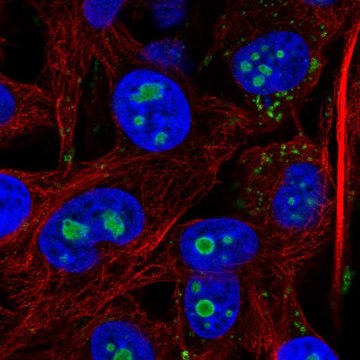 Anti-ACSL3 antibody produced in rabbit Prestige Antibodies&#174; Powered by Atlas Antibodies, affinity isolated antibody