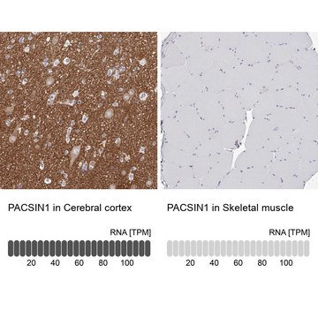 抗-PACSIN1 兔抗 Prestige Antibodies&#174; Powered by Atlas Antibodies, affinity isolated antibody, buffered aqueous glycerol solution