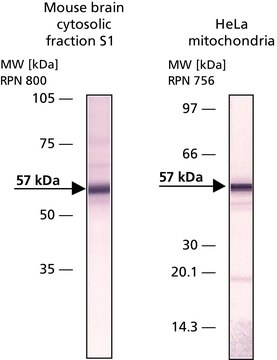 Anti-Apoptosis-Inducing Factor antibody produced in rabbit IgG fraction of antiserum, buffered aqueous solution