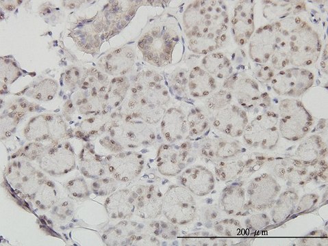 Monoclonal Anti-SSH3 antibody produced in mouse clone 6F9, purified immunoglobulin, buffered aqueous solution