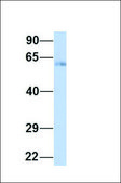 Anti-NT5DC2, (N-terminal) antibody produced in rabbit affinity isolated antibody