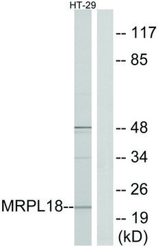 Anti-MRPL18 antibody produced in rabbit affinity isolated antibody