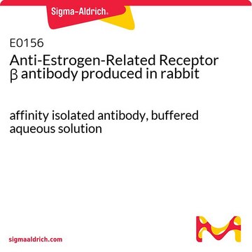 Anti-Estrogen-Related Receptor &#946; antibody produced in rabbit affinity isolated antibody, buffered aqueous solution