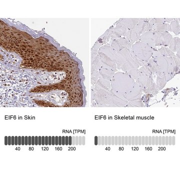 Anti-EIF6 antibody produced in rabbit Prestige Antibodies&#174; Powered by Atlas Antibodies, affinity isolated antibody, buffered aqueous glycerol solution