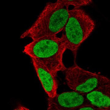 Anti-PHOX2A antibody produced in rabbit Prestige Antibodies&#174; Powered by Atlas Antibodies, affinity isolated antibody