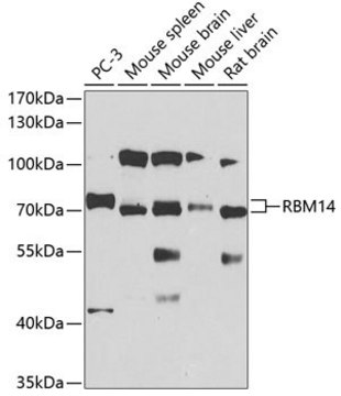 Anti-RBM14 antibody produced in rabbit