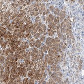 Anti-BPTF antibody produced in rabbit Prestige Antibodies® Powered by Atlas Antibodies, affinity isolated antibody, buffered aqueous glycerol solution