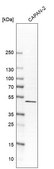 Anti-SULT2B1 antibody produced in rabbit Prestige Antibodies&#174; Powered by Atlas Antibodies, affinity isolated antibody, buffered aqueous glycerol solution