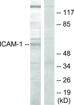 Anti-ICAM-1 antibody produced in rabbit affinity isolated antibody