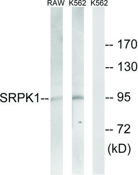 Anti-SRPK1 antibody produced in rabbit affinity isolated antibody