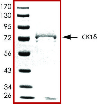 CK1 &#948;, active, GST tagged human PRECISIO&#174; Kinase, recombinant, expressed in baculovirus infected Sf9 cells, &#8805;70% (SDS-PAGE), buffered aqueous glycerol solution