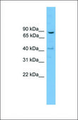 Anti-DNM1L, (N-terminal) antibody produced in rabbit affinity isolated antibody