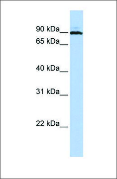 Anti-PEO1 (ab2) antibody produced in rabbit affinity isolated antibody