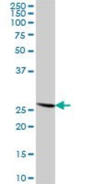 Anti-RPL14 antibody produced in mouse purified immunoglobulin, buffered aqueous solution