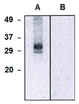 Monoclonal Anti-CLIC5 antibody produced in mouse clone CLIC5-02