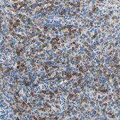 Anti-SIGLEC9 antibody produced in rabbit Prestige Antibodies® Powered by Atlas Antibodies, affinity isolated antibody, buffered aqueous glycerol solution